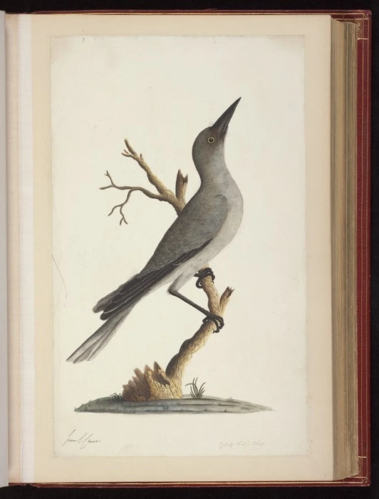 Raper, George, 1769-1797: [Grey currawong (Strepera versicolor)] 2/4 Less Nat[ura]l Size