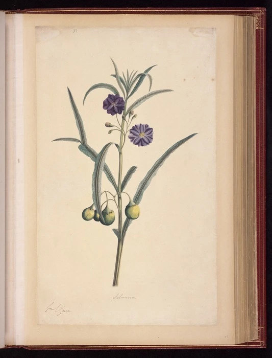 Raper, George, 1769-1797: Solanum [Kangaroo apple (Solanum aviculare)]