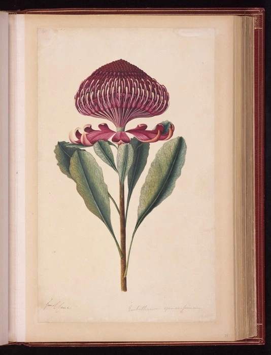 Raper, George, 1769-1797: Embothrium speciosissimum [Waratah (Telopea speciosissima)]