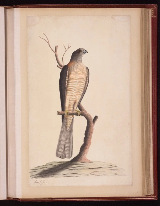 Raper, George, 1769-1797: [Brown goshawk (Accipiter fasciatus)]