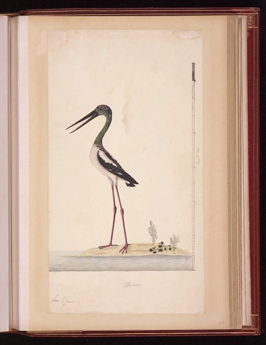 Raper, George, 1769-1797: Ardea [Black-necked stork (Ephippiorhynchus asiaticus)]