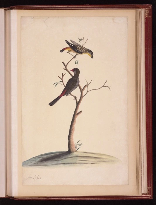Raper, George, 1769-1797: [Spotted pardalote (Pardalotus punctatus) and Beautiful firetail (Stagonopleura bella)]