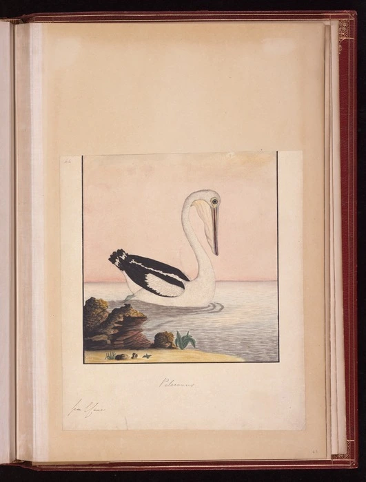 Raper, George, 1769-1797: Pelecanus [Australian pelican (Pelecanus conspicillatus)]