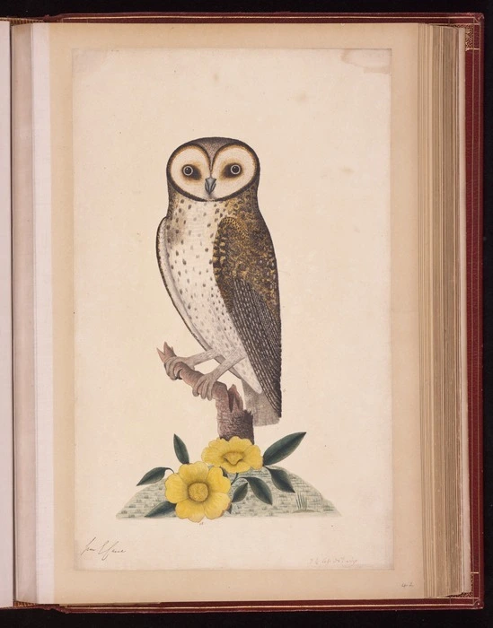 Raper, George, 1769-1797: [Australian masked owl (Tyto novaehollandiae)] 2 1/4 less N[atura]l Size