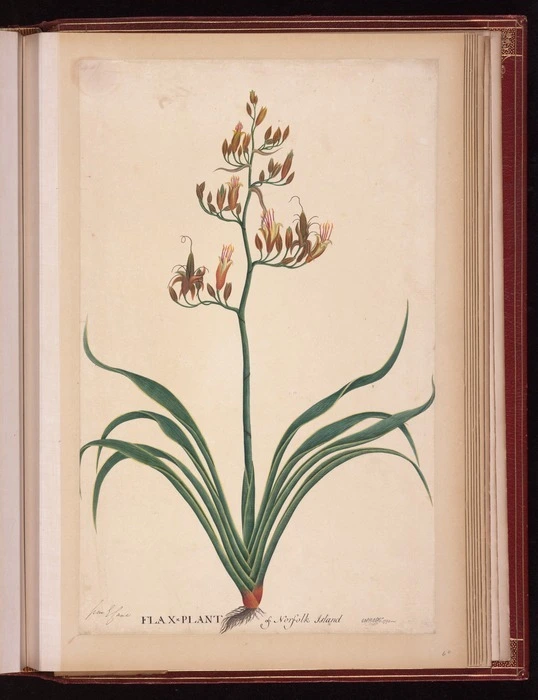 Raper, George, 1769-1797: Flax plant of Norfolk Island. Geo. Raper. 1790 [New Zealand flax (Phormium tenax)]