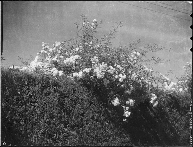 Roses in a hedge, Mangamahu