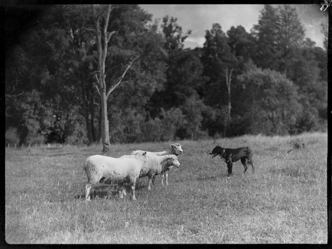 Dog rounding up sheep, Mangamahu