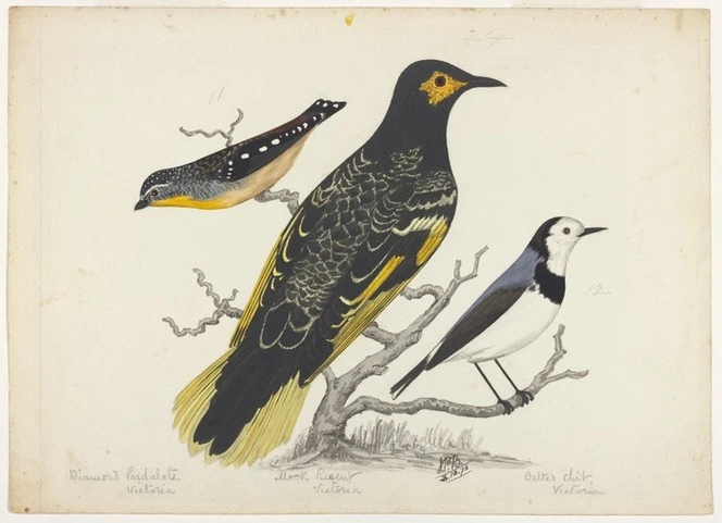 Backhouse, John Philemon, 1845-1908 :Diamond pardalote Victoria. Mock Regent Victoria. Belted chit Victoria. 3 / 10 / [18]73