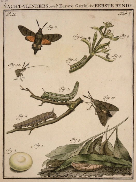 [Schellenberg, Johann Rudoph] 1740-1806. Attributed works :Nacht-vlinders van't eerste gezin der eerste bende. Tab. I. [Amsterdam?, 1790s?]