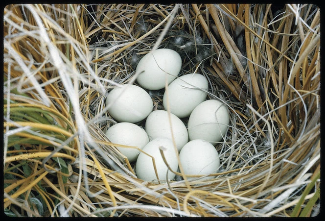 Eggs in a nest