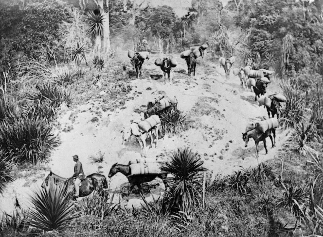 Sacks of wool being transported on horseback, through bush, to Napier