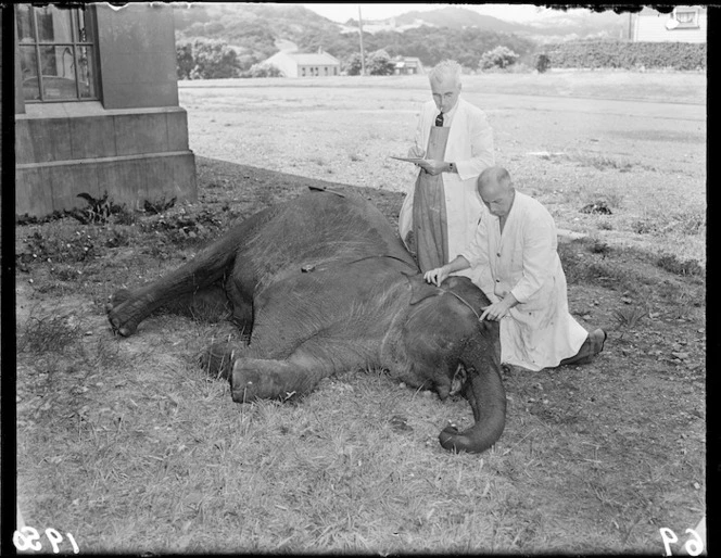 Dead elephant from Wirths Circus outside the museum, Wellington