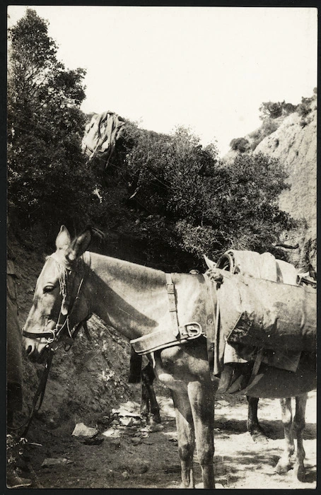Mule used for transporting water, Anzac Cove, Gallipoli Peninsula, Turkey, during World War I