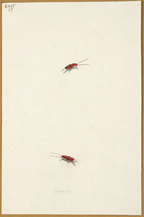 [Abbot, John] 1751-1840 :[Two red beetles]. Georgia. [ca 1830]