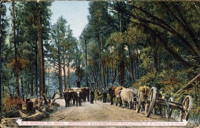 [Postcard]. F. T. Series No. 2233 A. Between Raurimu and Makatote, N.Z. / Photo by A. G. Tibbutt. [1900-1920].