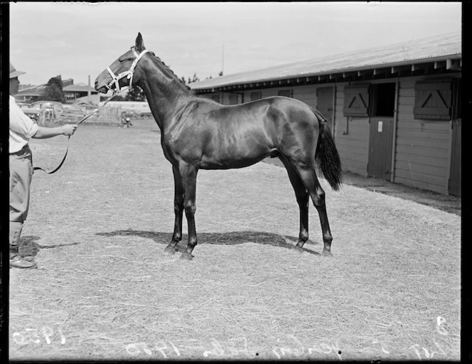 Lot Five in the 1950 yearling horse sales, Trentham Racecourse