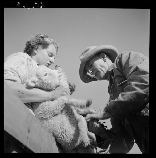 Docking a lamb, Mangaorapa, Hawke's Bay