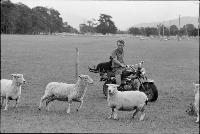 Herding sheep