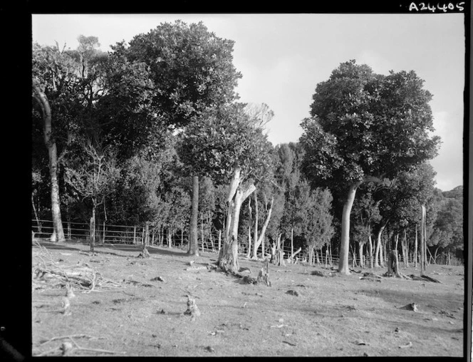 Coastal native bush at Te Henga Station, Chatham Islands - Photograph taken by E Woollett