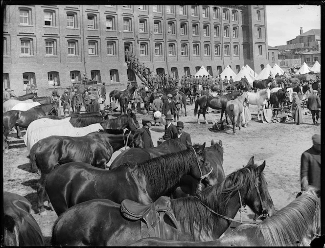 Scene at Mount Cook Barracks, Wellington, during the 1913 waterfront strike, showing horses for the Mounted Special Police