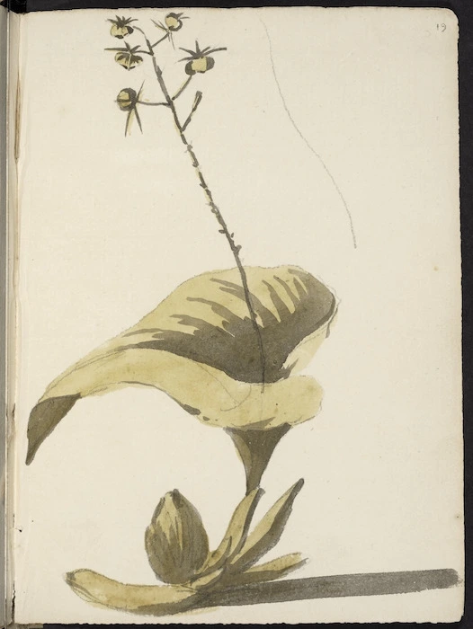[Hodges, William] 1744-1797 :[Tropical orchid. 1773?]