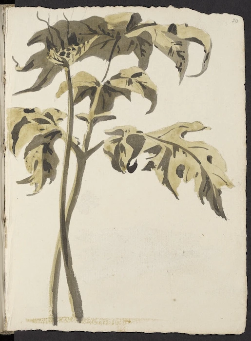 [Hodges, William] 1744-1797 :[Tacca pinnatifidia. 1773?]