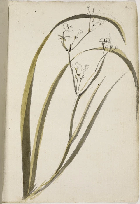 [Hodges, William] 1744-1797 :[Libertia. 1773?]