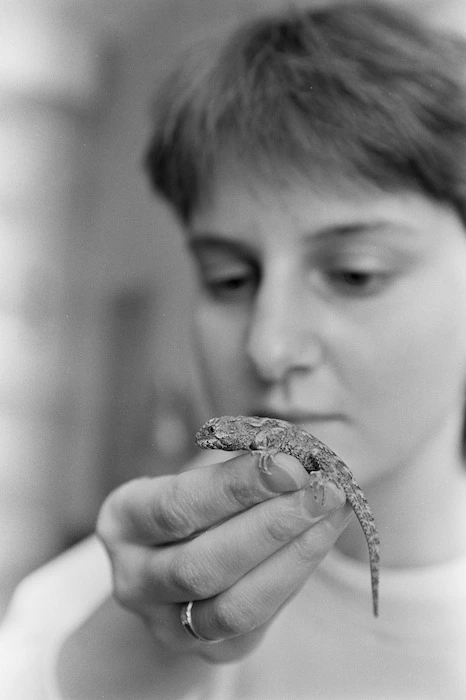One day old tuatara - Photograph taken by Ray Pigney