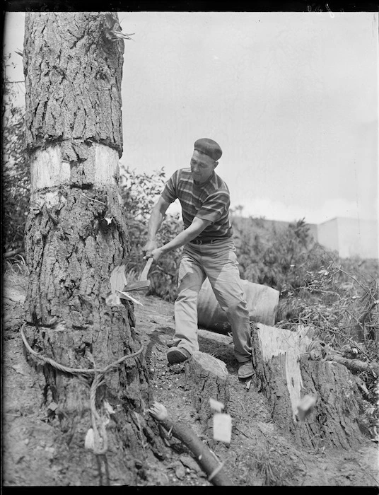 Tree felling in the Karori Cemetery, Wellington