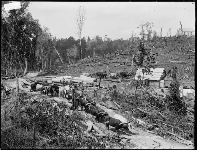 Bullock team hauling logs, Northland