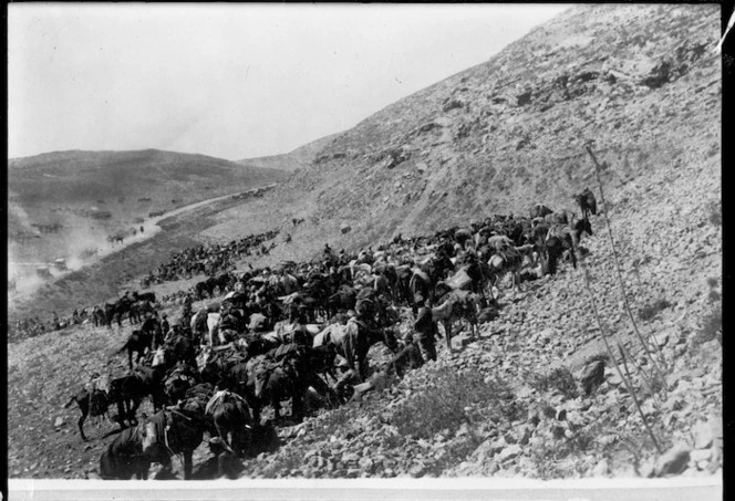 World War I Turkish cavalry horses at Amman, Jordan