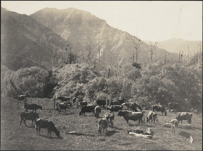 Cows in a paddock, Mokau River