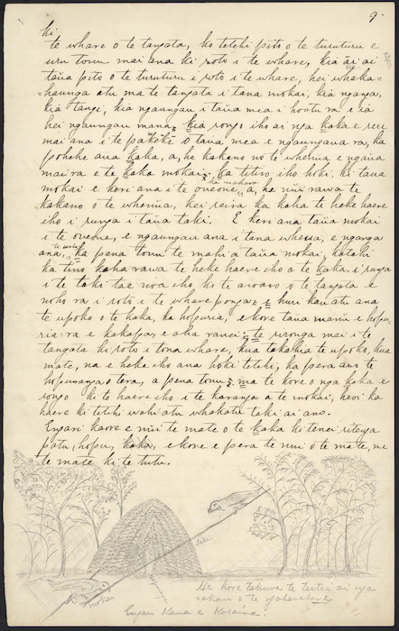Manuscript page including sketch of kaka snaring technique