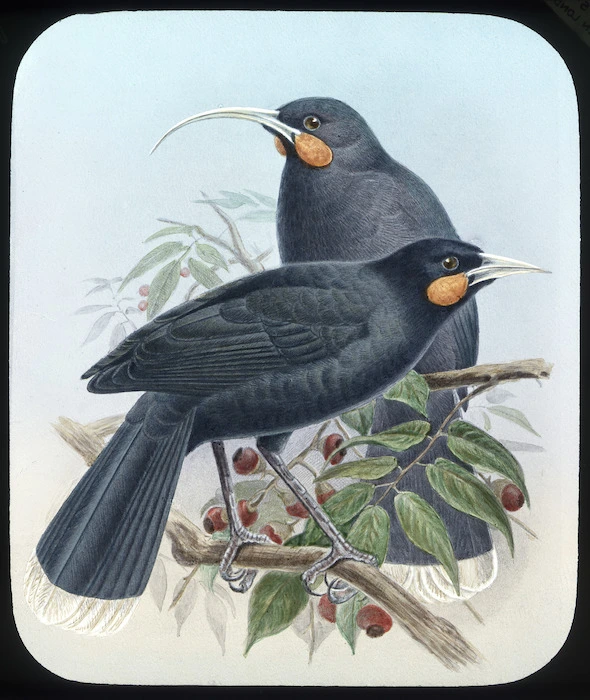 Huia birds, male and female.