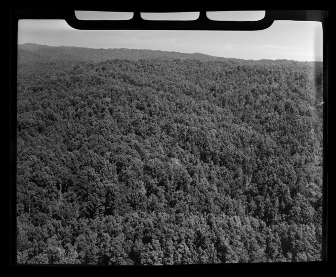 Henderson and Pollard forestry, Te Whaiti, Whakatane District