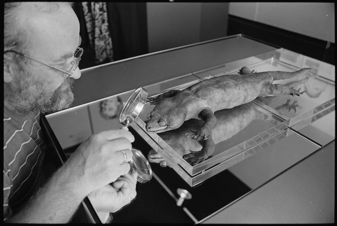 Taxidermist Wim Spiekman looking at a stuffed giant gecko - Photograph taken by Ray Pigney