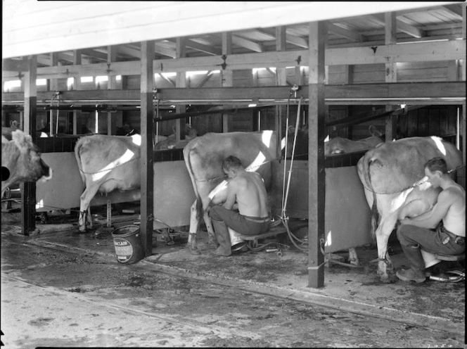Creator unknown: Photograph of a milking shed, location unidentified