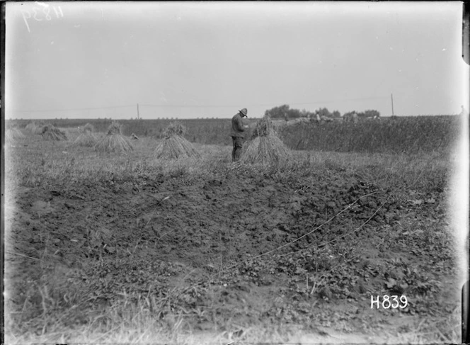New Zealander inspecting a wheat crop in a field near the front line