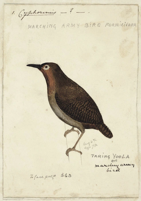 [Tempsky, Gustavus Ferdinand von], 1828-1868 :1. Cyphorinus - ? - . Marching army bird Formicivora. Taring Yoola or Marching Army bird. [185-]