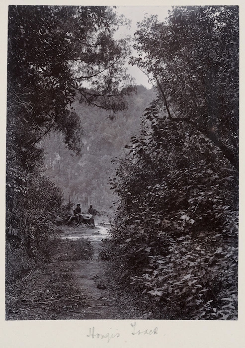 A bush scene on Hongi's Track