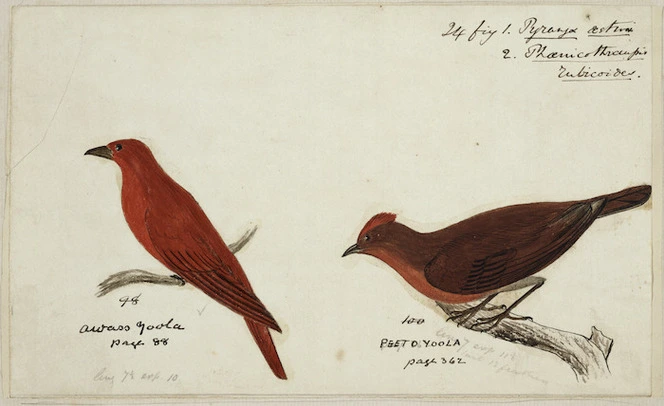 [Tempsky, Gustavus Ferdinand von], 1828-1868:Aurass yoola [?]. Petto yoola. 24 Fig 1. Pyranga aestiva. 2. Phcenicothraupis rubicoides. [185-]