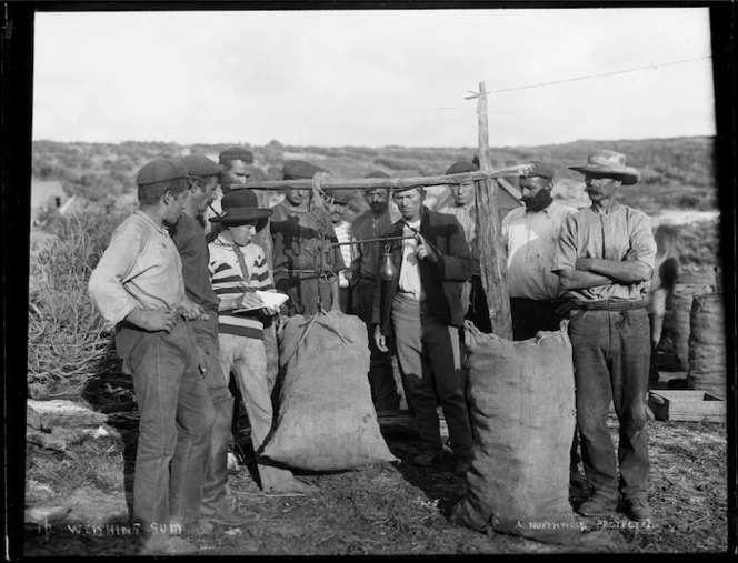 Kauri gum being weighed, Northland