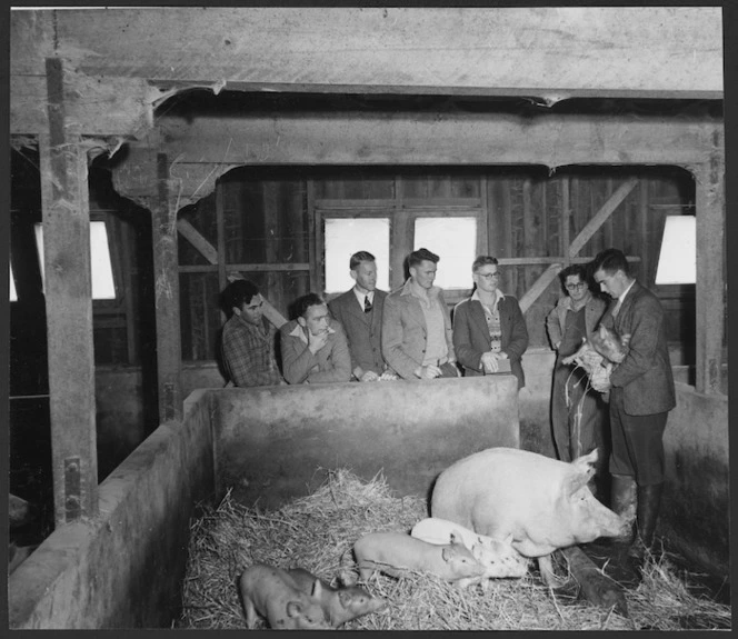 Students at Canterbury Agricultural College, Lincoln, with a sow and her piglets