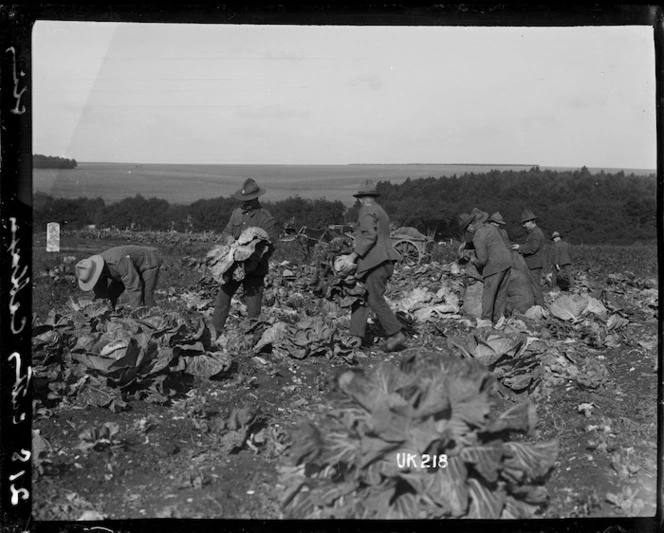 Cutting cabbages at Sling Camp, England