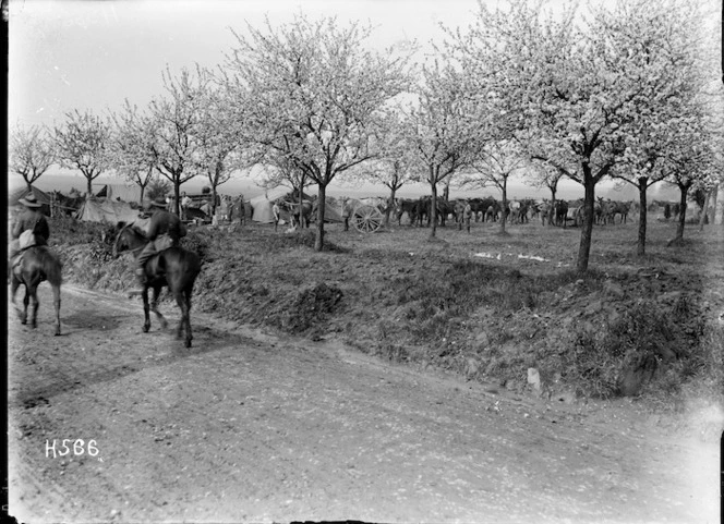 New Zealanders bivouaced in an orchard in full bloom, France, World War I