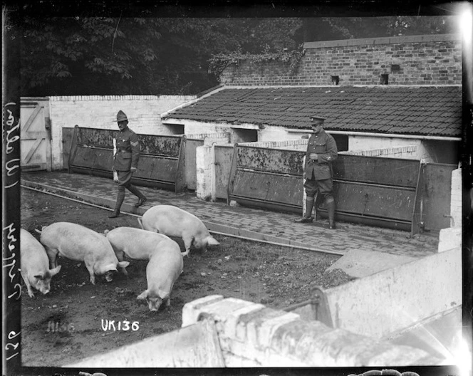 The piggery at Walton-on-Thames Hospital, World War I