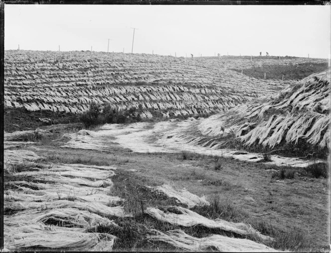 Flax industry, Northland