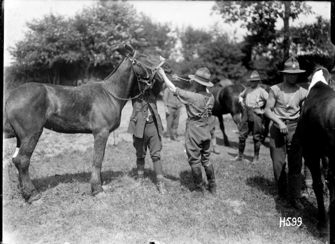 A World War I veterinarian treating a horse's teeth, Louvencourt, France