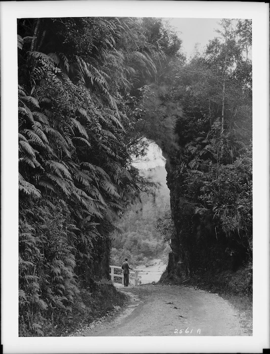 Fern arch, Buller Gorge Road, Nelson