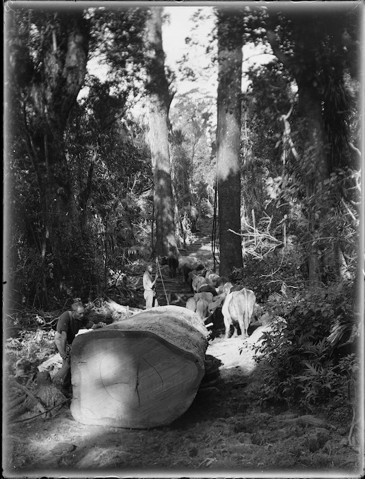 Log hauling, Northland